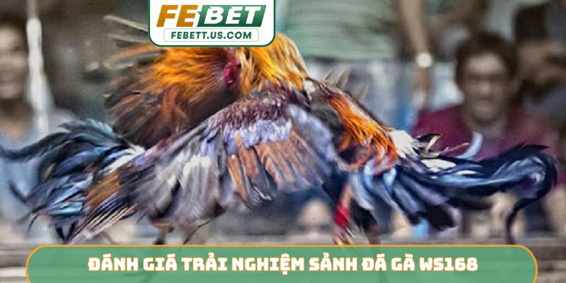 Đánh giá trải nghiệm sảnh đá gà WS168